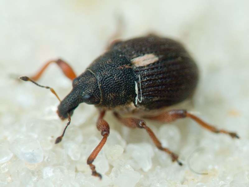 Rhinoncus Schoenheir, 1825